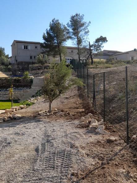 Plantation d'olivier 